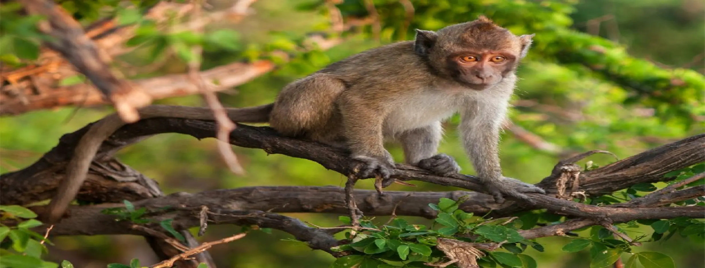 Image for Kibira National Park